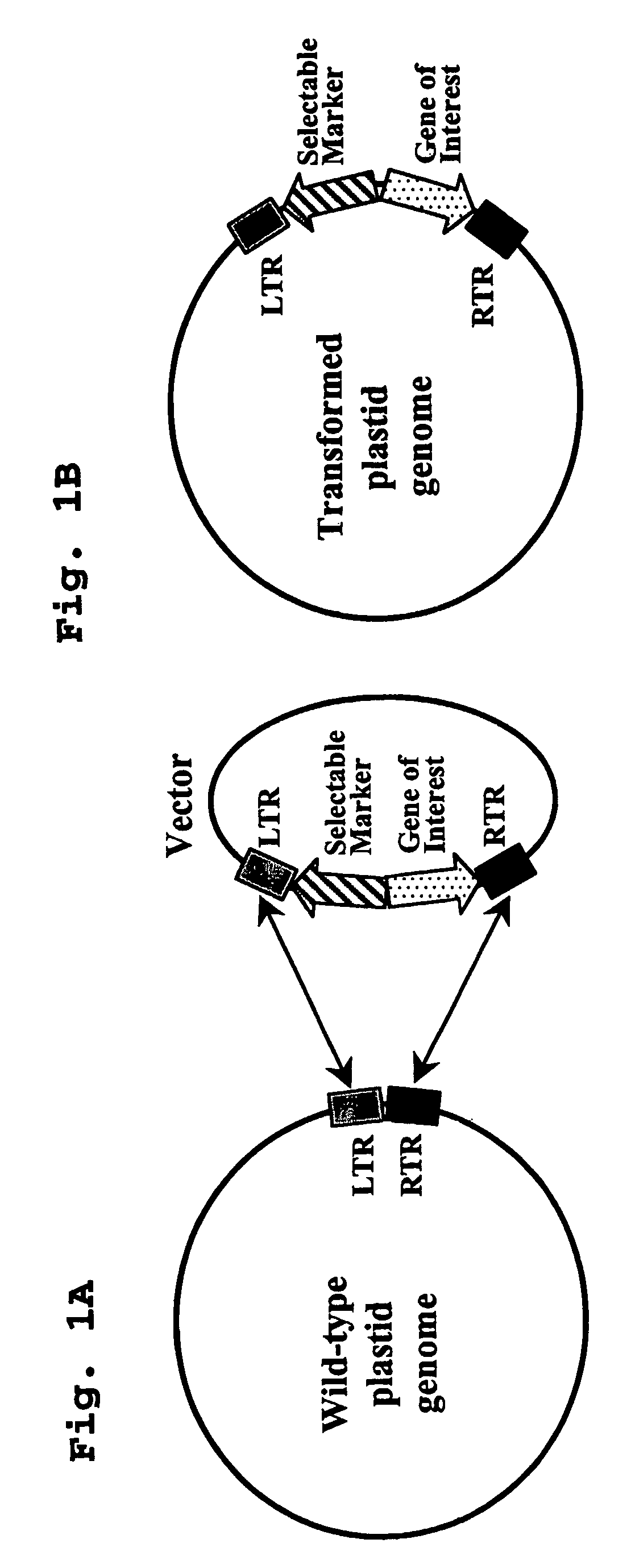 Transgenic plants having transformed plastid genomes and progeny thereof