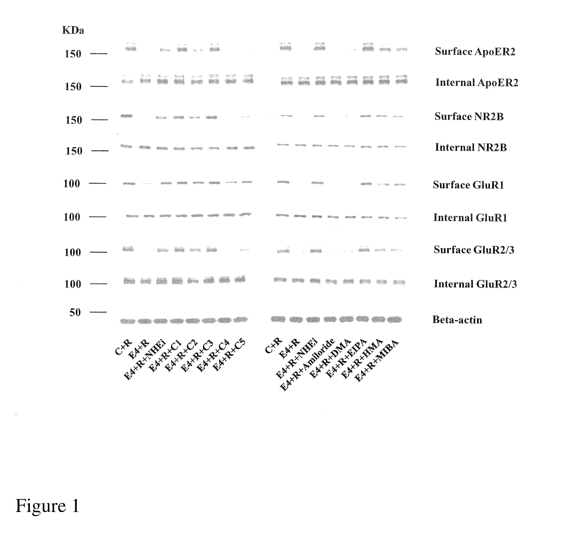 Promoting Cycling of ApoE4 Isoform