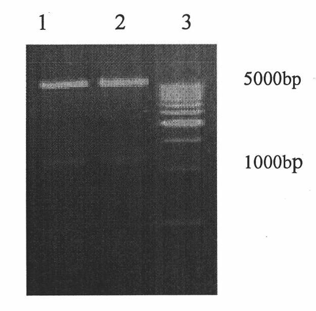 Anti-glutamate dehydrogenase protein monoclonal antibody, preparation method thereof and use thereof
