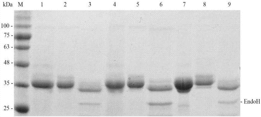 Cellulase mutant with high catalytic efficiency as well as coding genes and application thereof