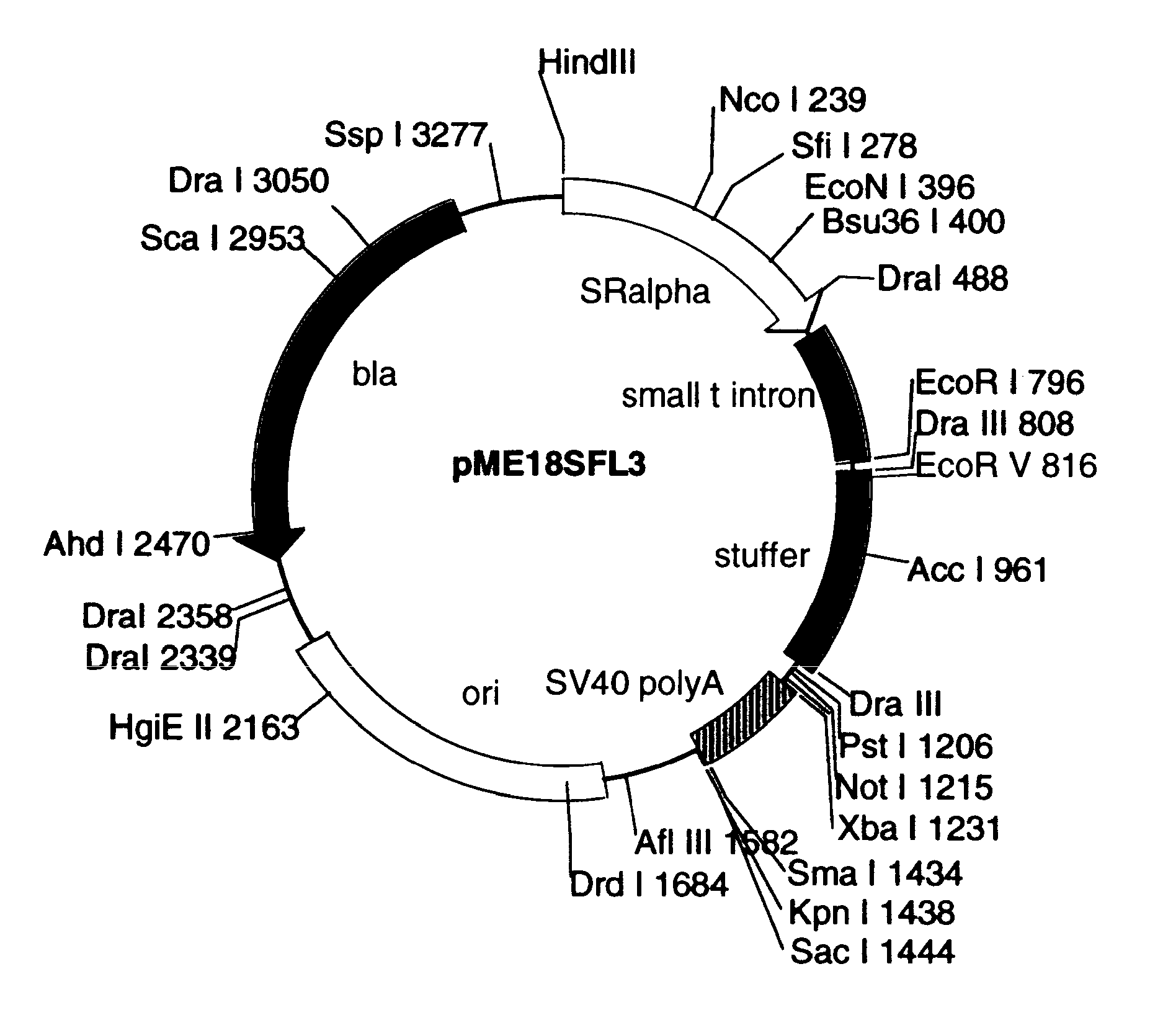 FULL-LENGTH cDNA AND POLYPEPTIDES