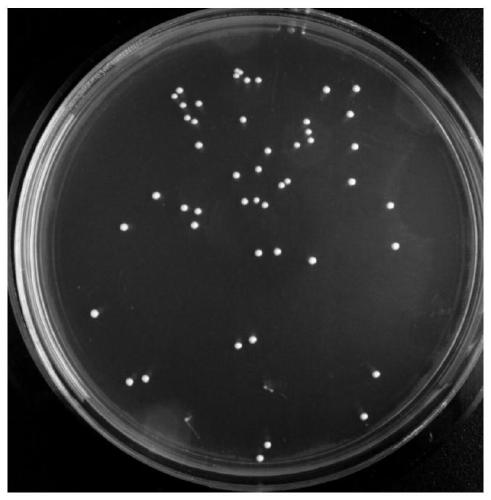 Lactobacillus rhamnosus M9 separated from breast milk and application thereof