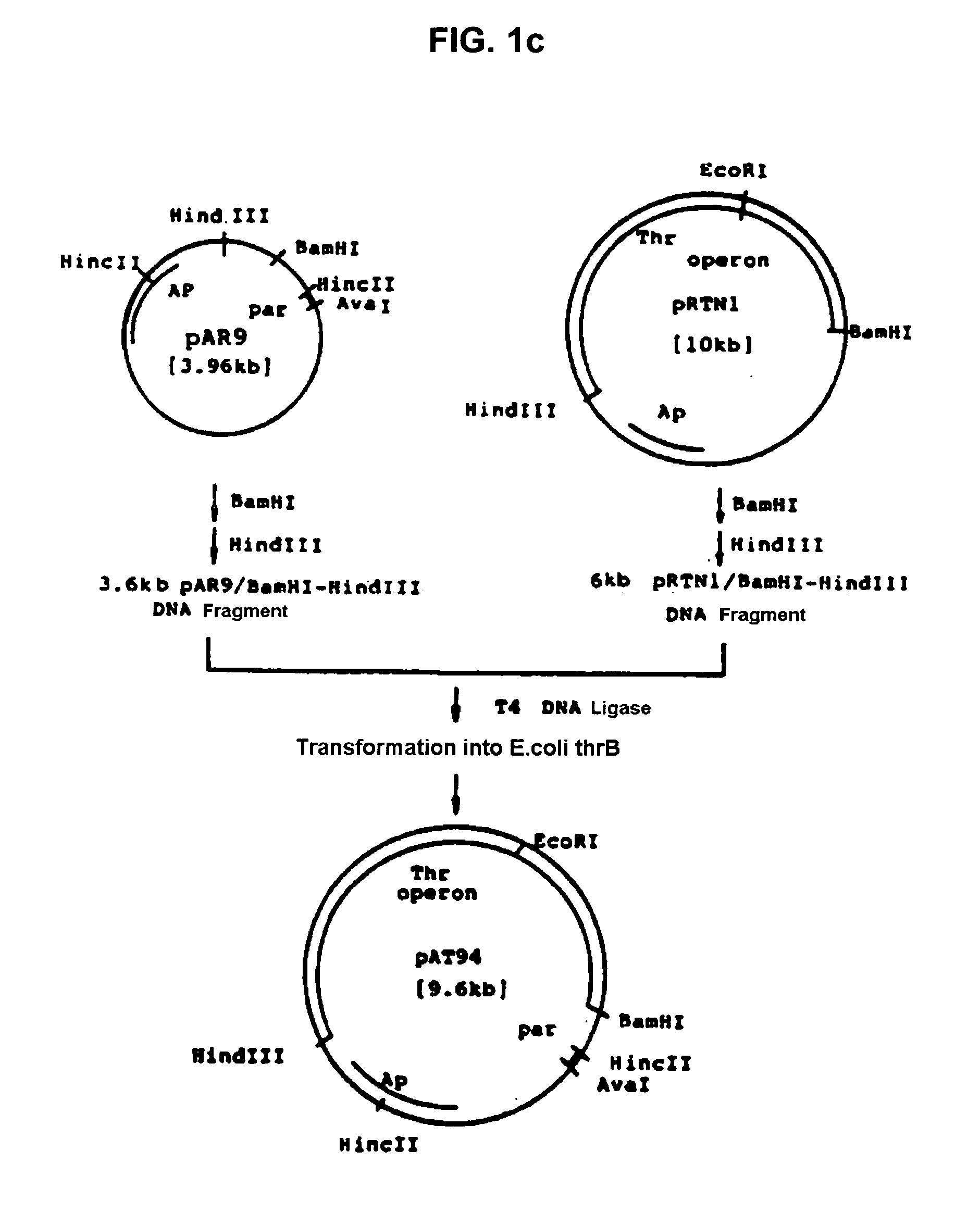 Method for L-threonine production