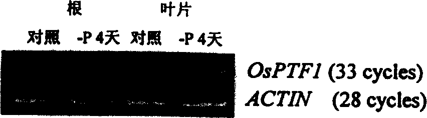 Plant phosphorus hunger inducing transcription factor OsPTF1