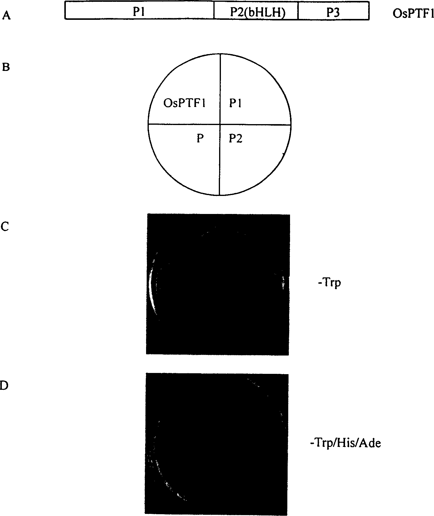 Plant phosphorus hunger inducing transcription factor OsPTF1