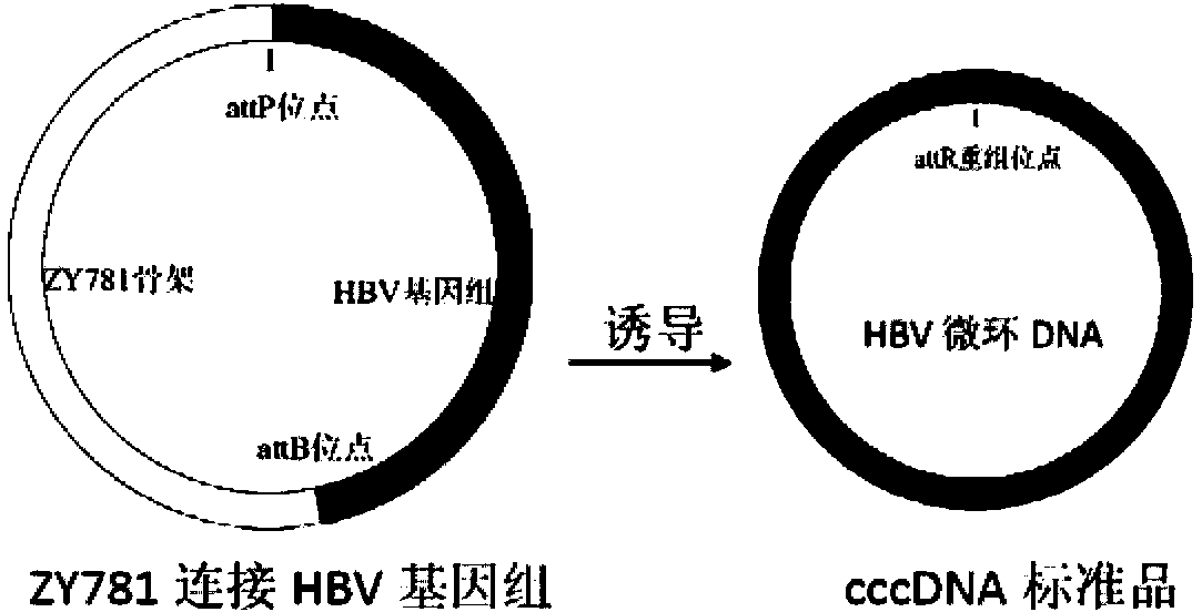 cccDNA standard substance, preparation method thereof, and method and kit for quantitatively detecting cccDNA of hepatitis b virus