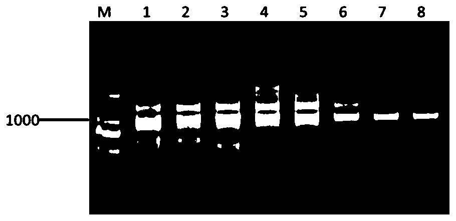 Coding gene of duck costimulatory molecule CD40 and application of coding gene