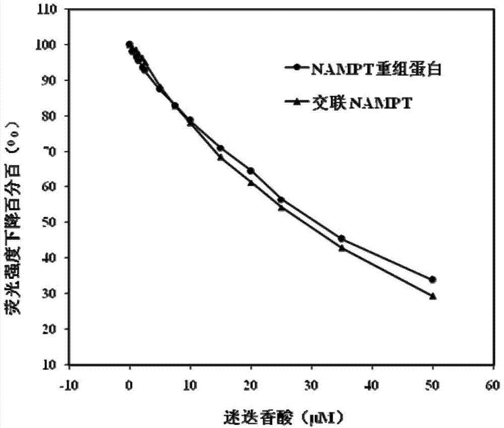 Method for preparing crosslinked NAMPT (Nicotinamide Phosphoribosyltransferase) and screening NAMPT inhibitor