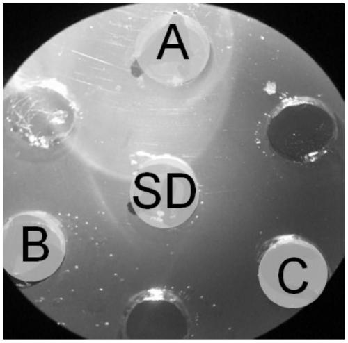 A bivalent inactivated vaccine of avian nasal and tracheal avian bacillus a/b serotype