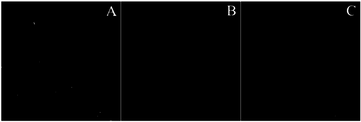 Hybridoma cell strain secreting CpHV-1 monoclonal antibodies and application thereof