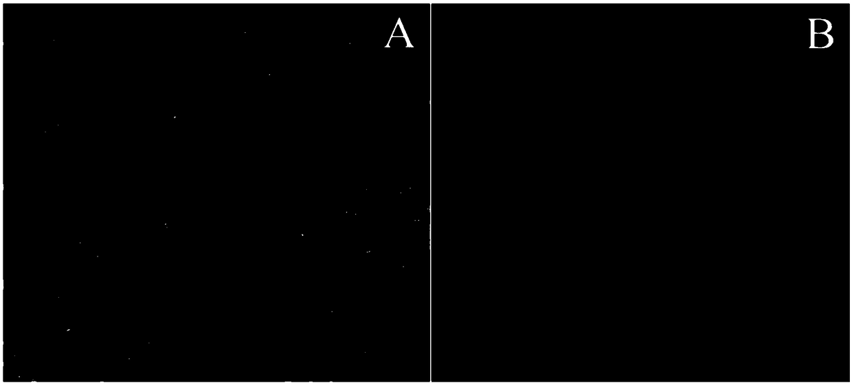 Hybridoma cell strain secreting CpHV-1 monoclonal antibodies and application thereof