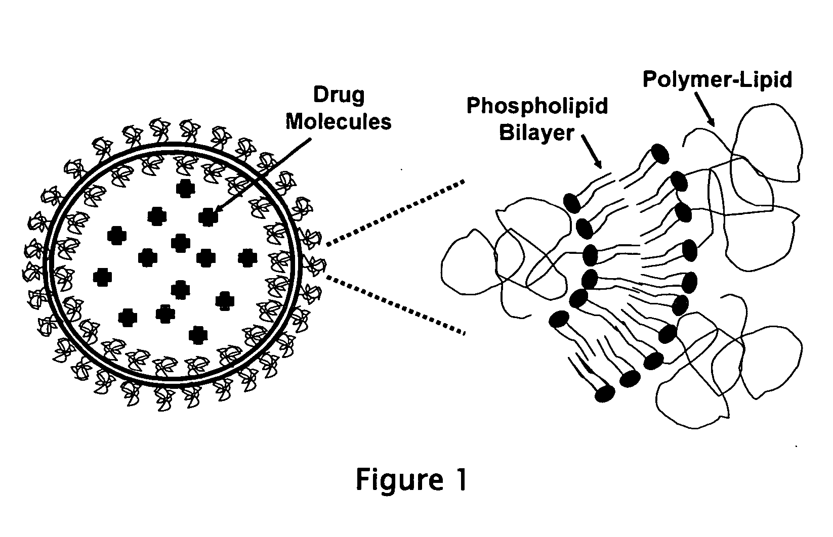 Liposome compositions for the delivery of macromolecules