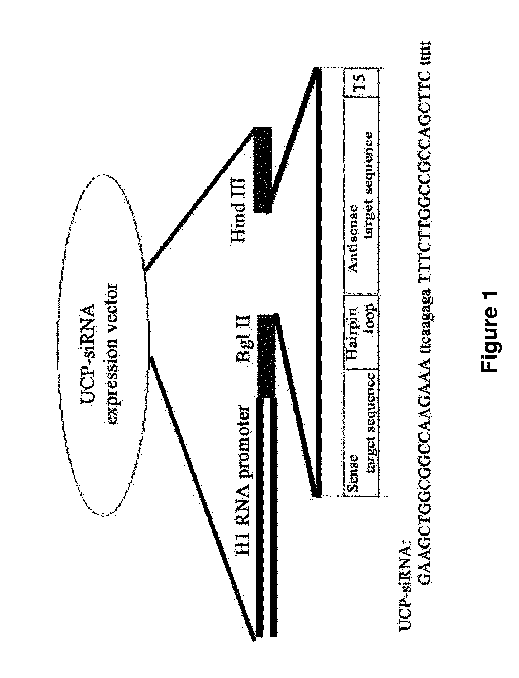 Method for Therapeutic Angiogenesis