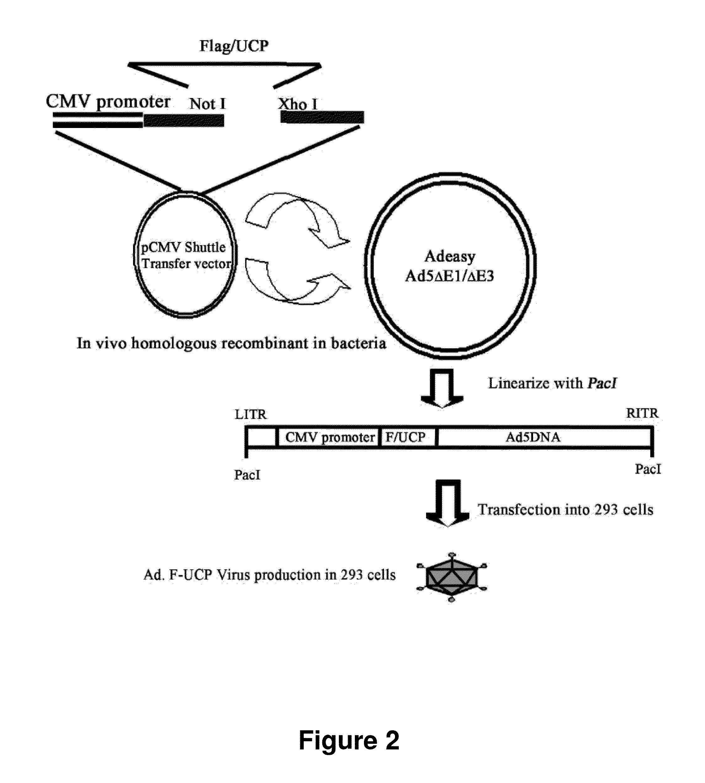 Method for Therapeutic Angiogenesis