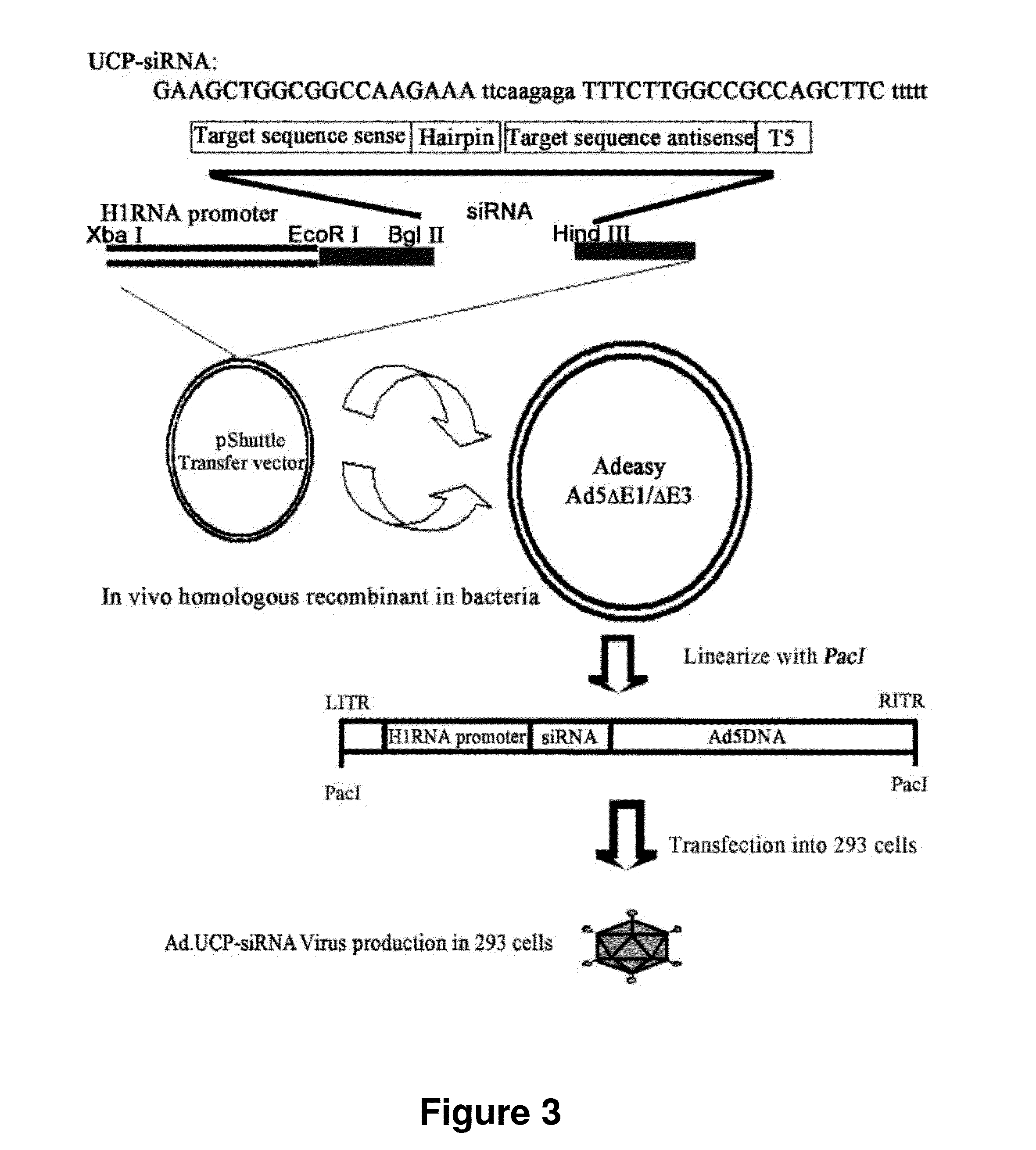 Method for Therapeutic Angiogenesis