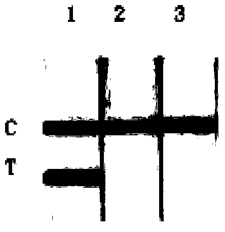 Lateral flow test paper strip detection kit for detection of fox source components in food and feed and application thereof