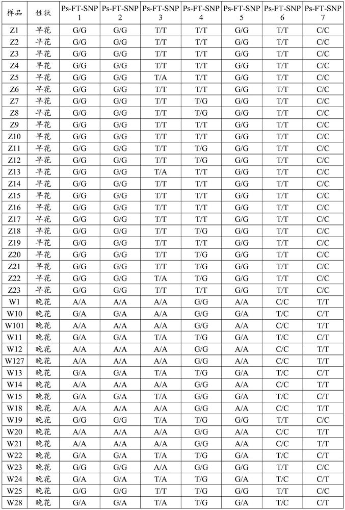 Marker related to earliness or lateness of flowering period of Siberian apricot and detection primer, method and application thereof