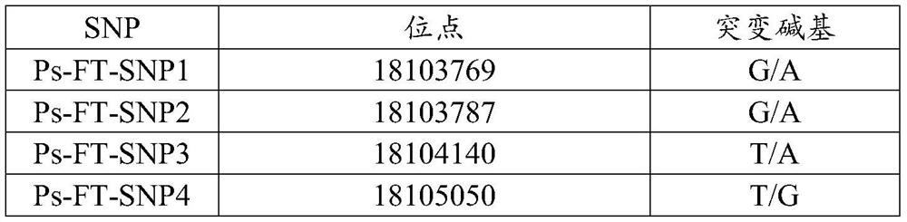 Marker related to earliness or lateness of flowering period of Siberian apricot and detection primer, method and application thereof
