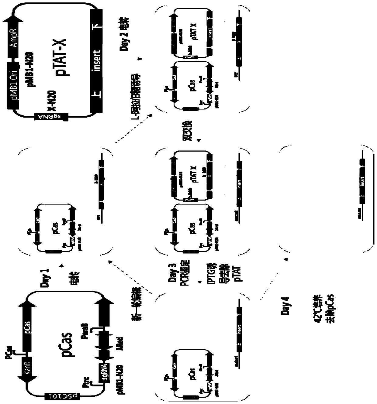 Salmonella efficient traceless gene editing system and application thereof