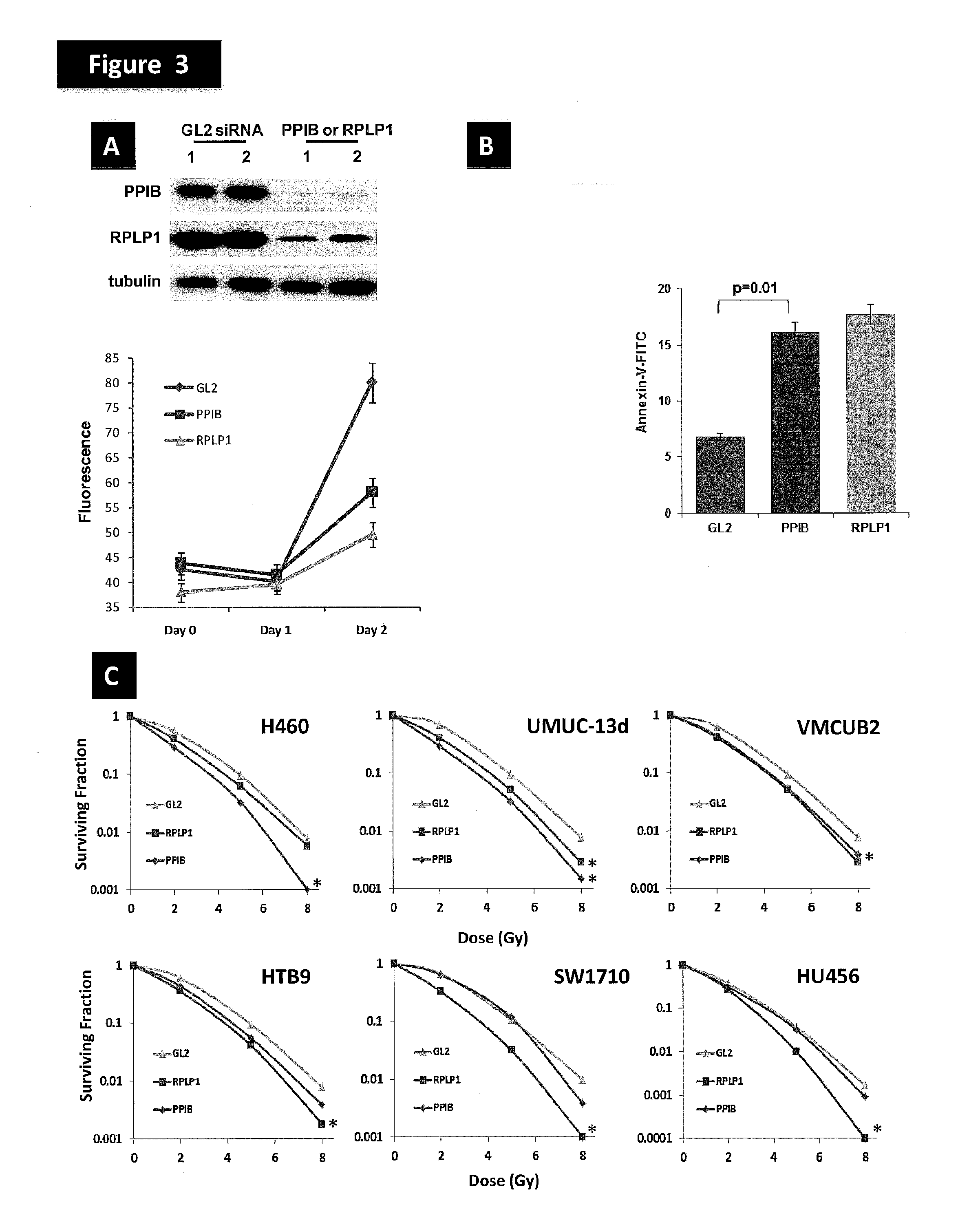 Methods for prediction of clinical response to radiation therapy in cancer patients