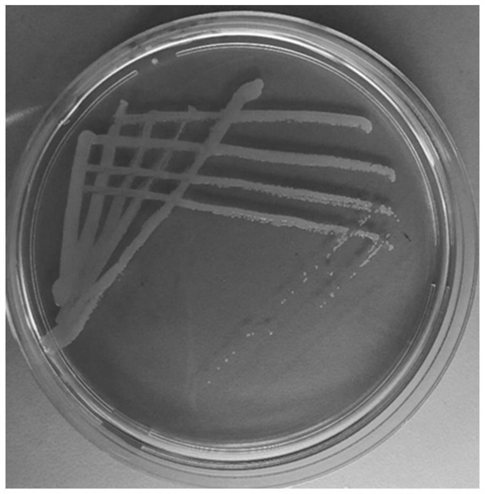 Stenotrophomonas sp. strain KT48, algicidal bacterial liquid as well as preparation method and application of algicidal bacterial liquid