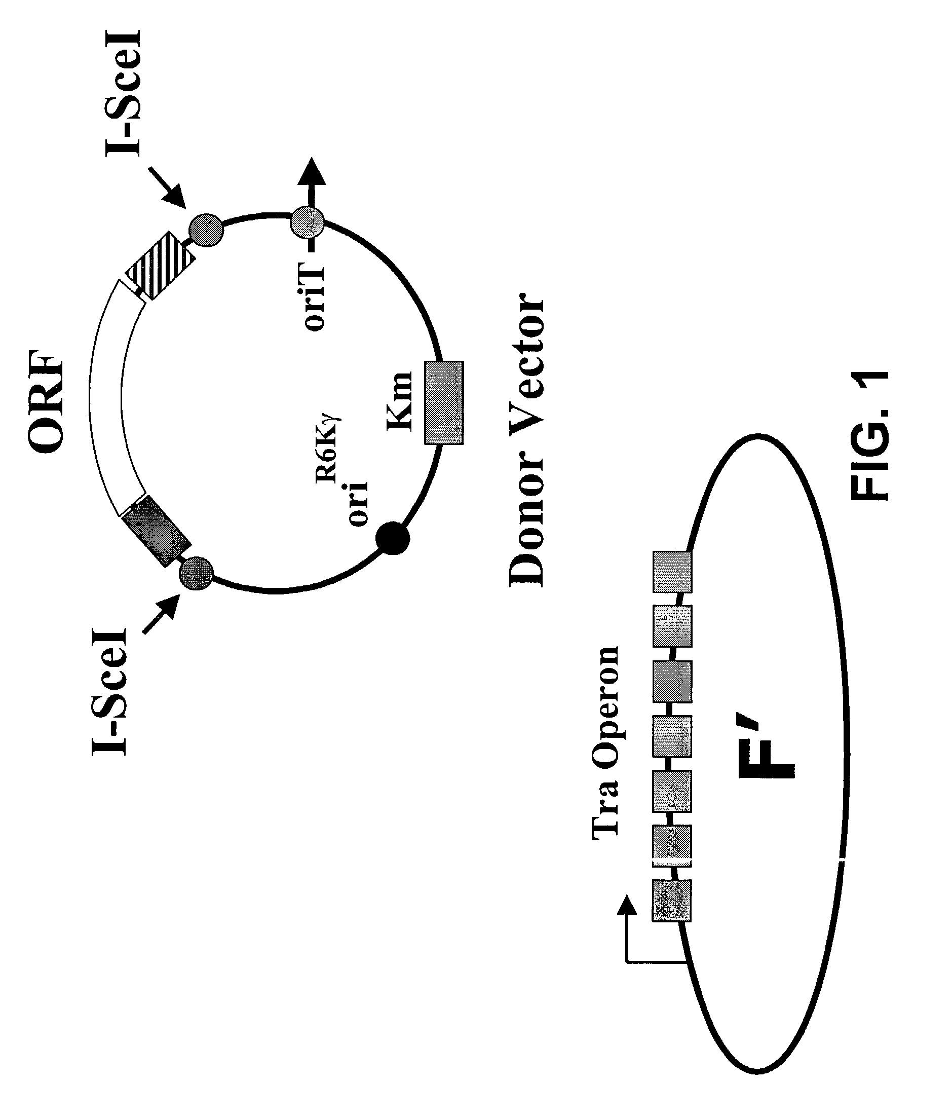 In vivo gene transfer