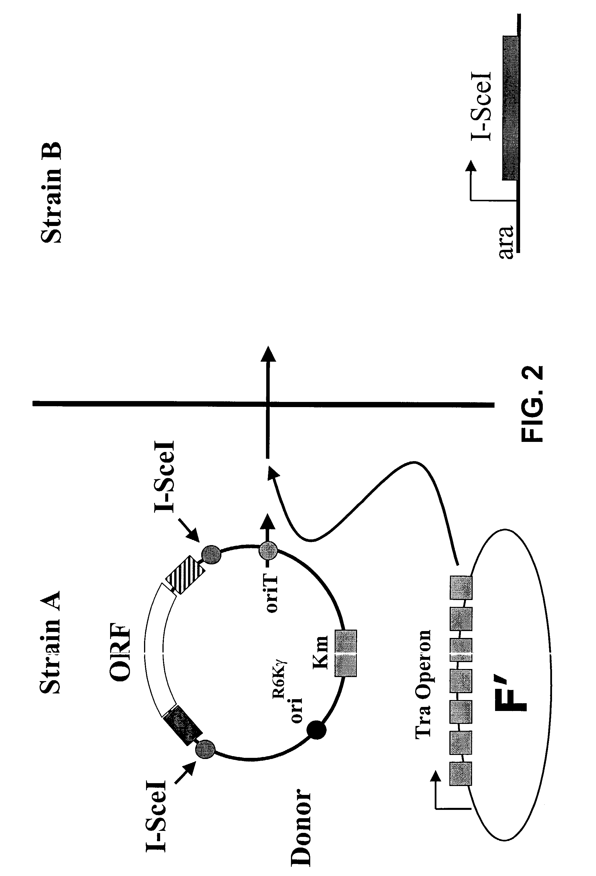 In vivo gene transfer