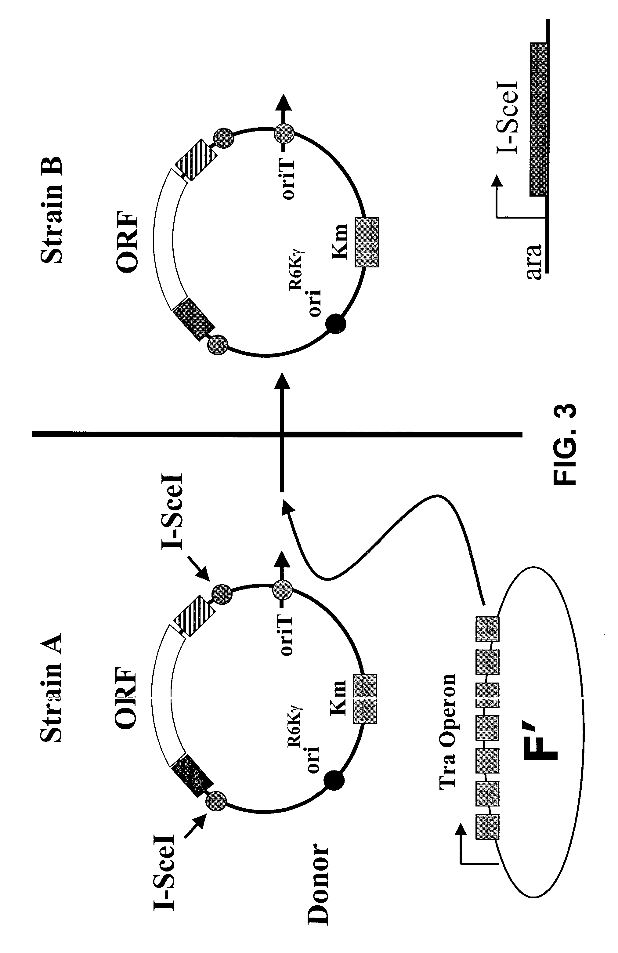 In vivo gene transfer