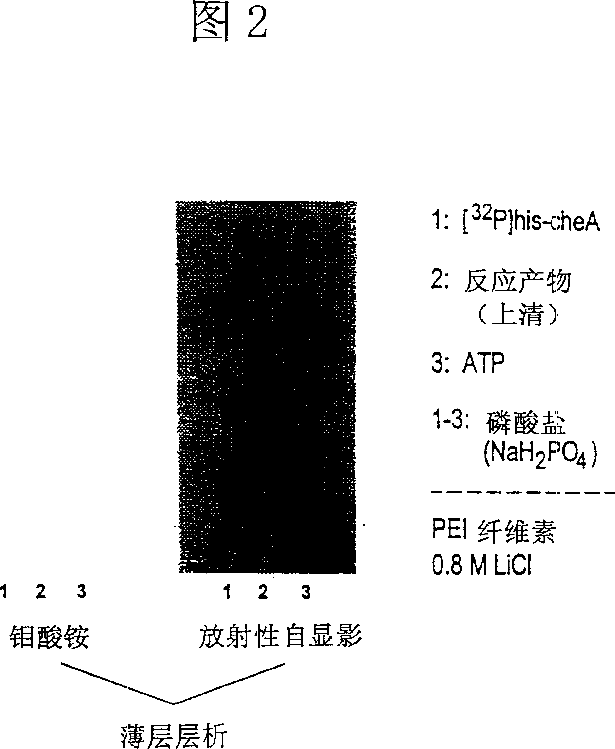 Histidine protein-phosphatase