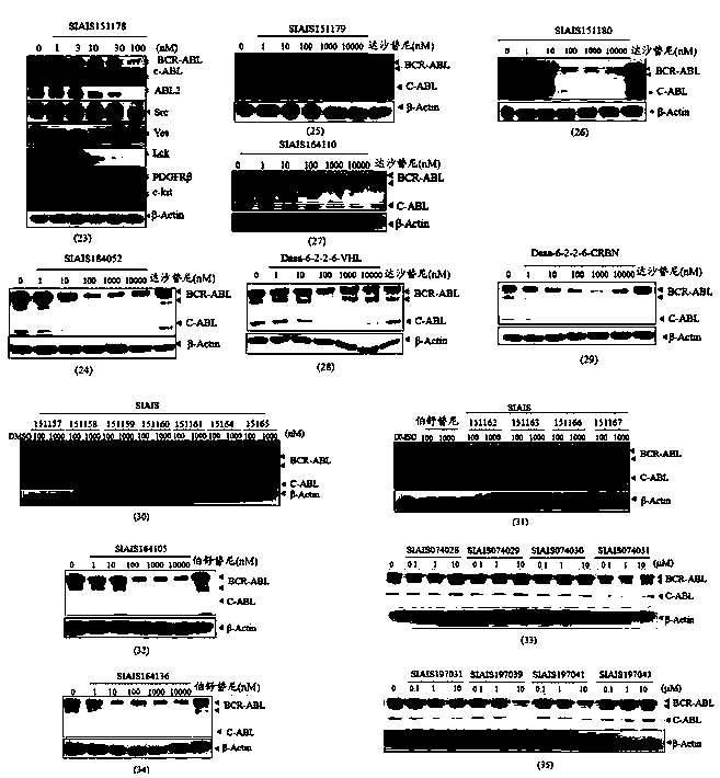 Protein degradation targeting BCR-ABL compound and application thereof to resisting tumors