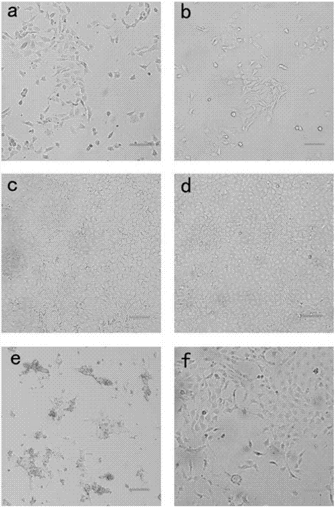 Immortalized rabbit small intestine epithelium cell line and construction method thereof