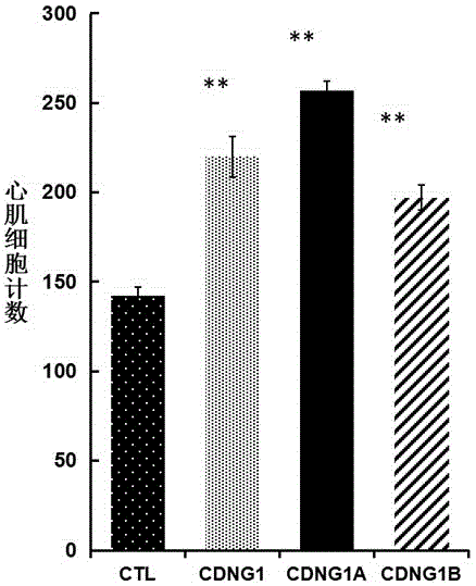 Triazolone-thiadiazole compound capable of promoting regeneration of myocardial cells and drug use of triazolone-thiadiazole compound