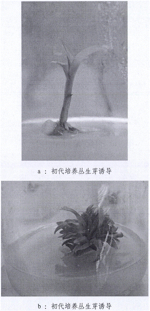 Method for tissue culture and rapid propagation of Dendrobium nobile variety 'Huoniao'