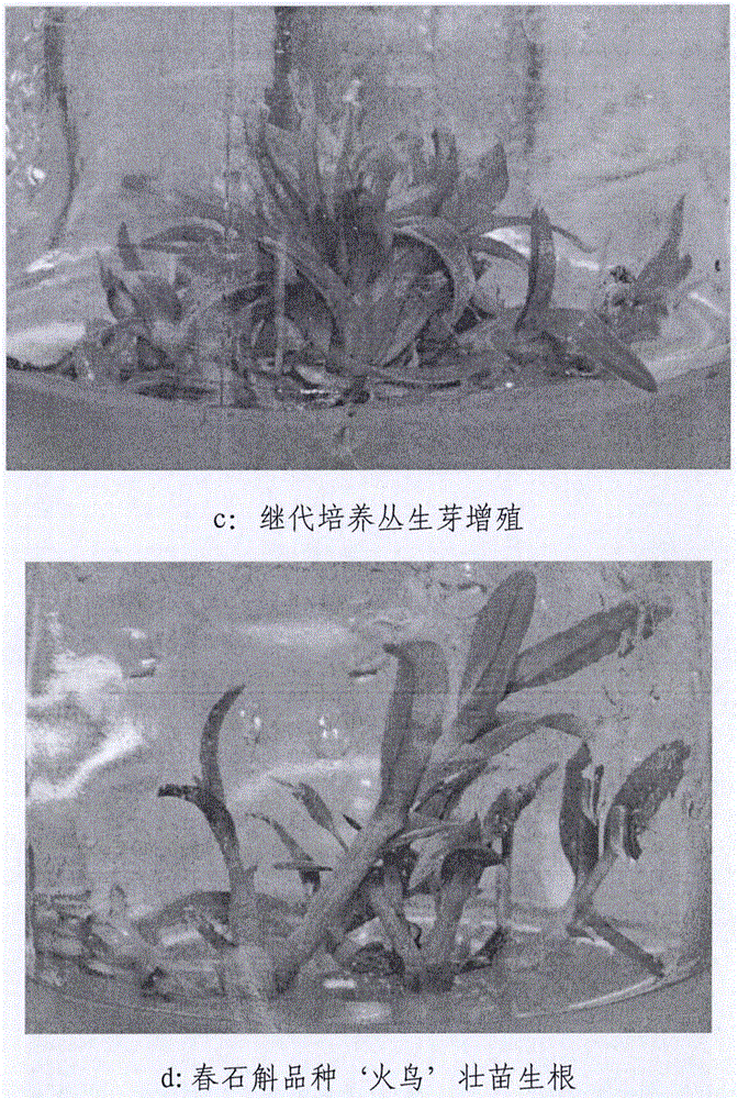 Method for tissue culture and rapid propagation of Dendrobium nobile variety 'Huoniao'