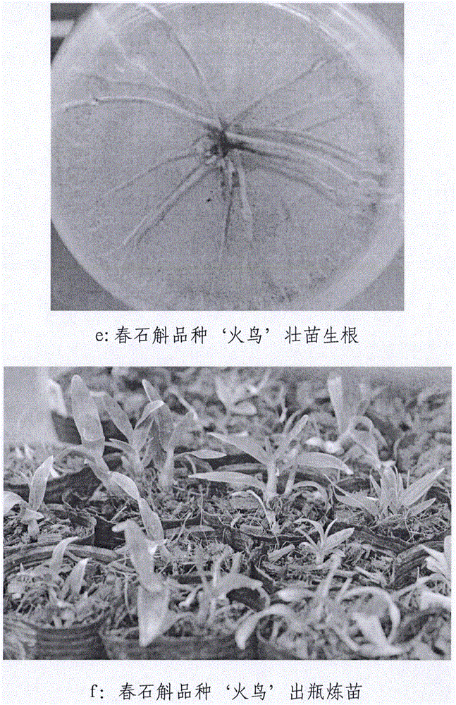 Method for tissue culture and rapid propagation of Dendrobium nobile variety 'Huoniao'