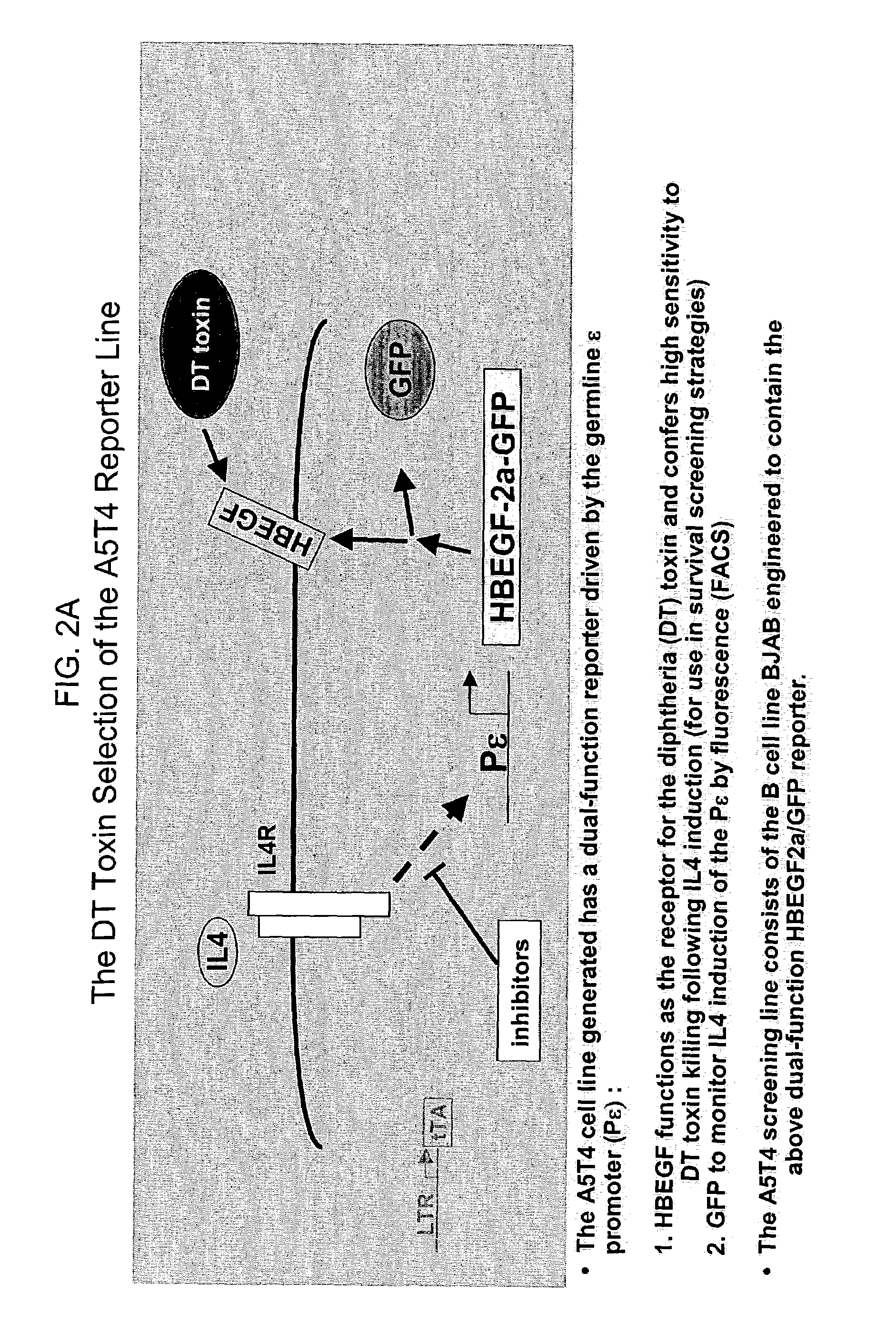 Methods of identifying compounds that modulate IL-4 receptor-mediated IgE synthesis utilizing a thioredoxin-like 32 kDa protein