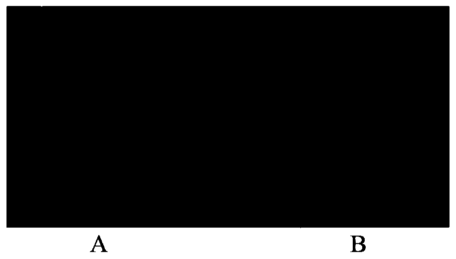 Method for preparing sPD1-loaded microbubbles targeting CD133 and application thereof in preparing drugs for inhibiting cervical cancer