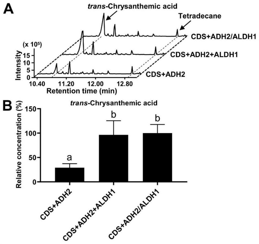 Combined expression vector for expressing trans-chrysanthemic acid and application of combined expression vector in regulating tomato VI type gland hair to synthesize trans-chrysanthemic acid