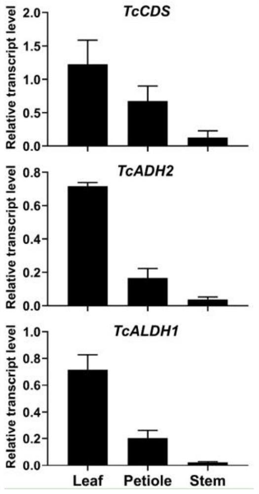 Combined expression vector for expressing trans-chrysanthemic acid and application of combined expression vector in regulating tomato VI type gland hair to synthesize trans-chrysanthemic acid