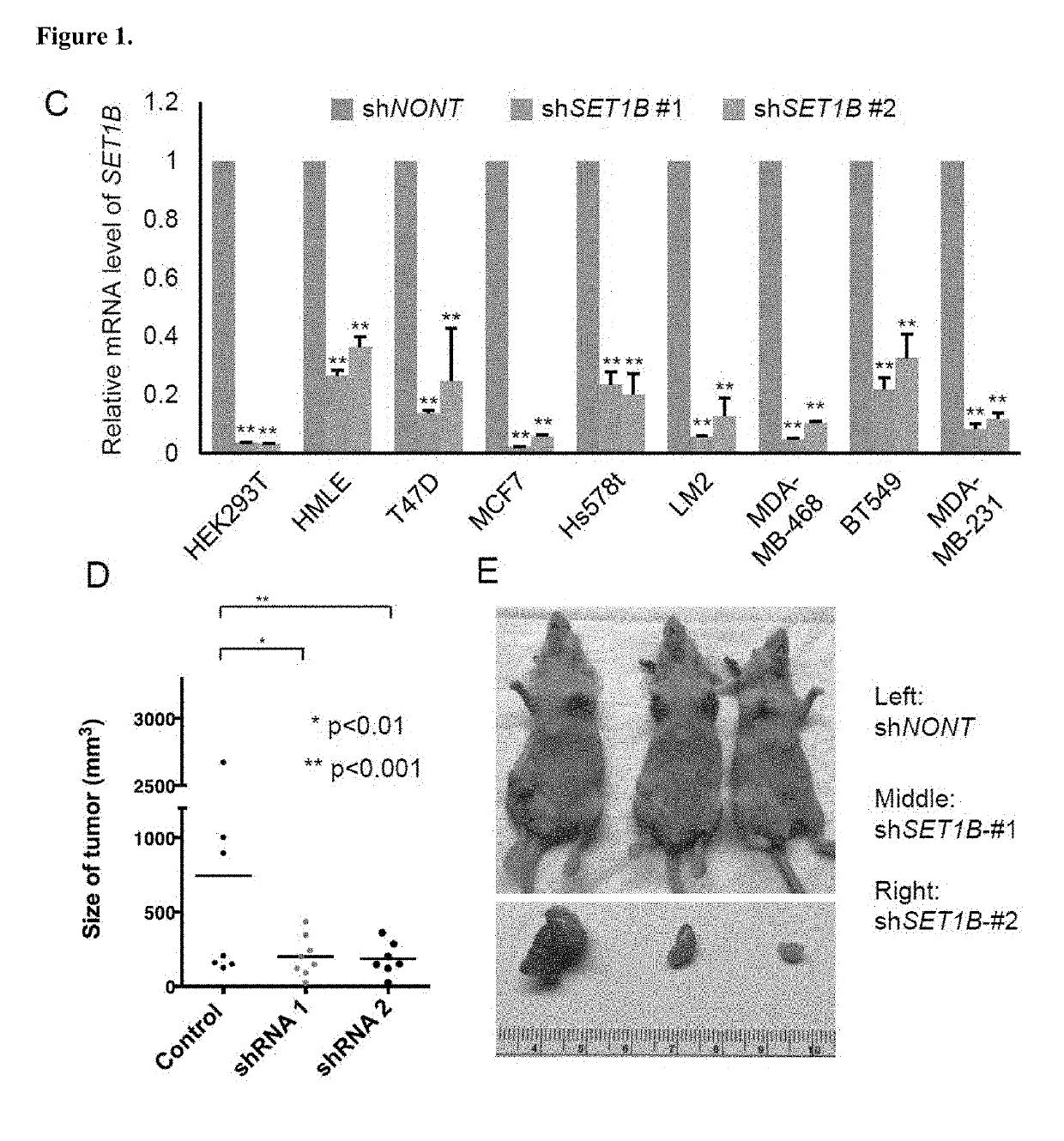 Therapeutic targeting of SET1B/compass pathway for treating cancers