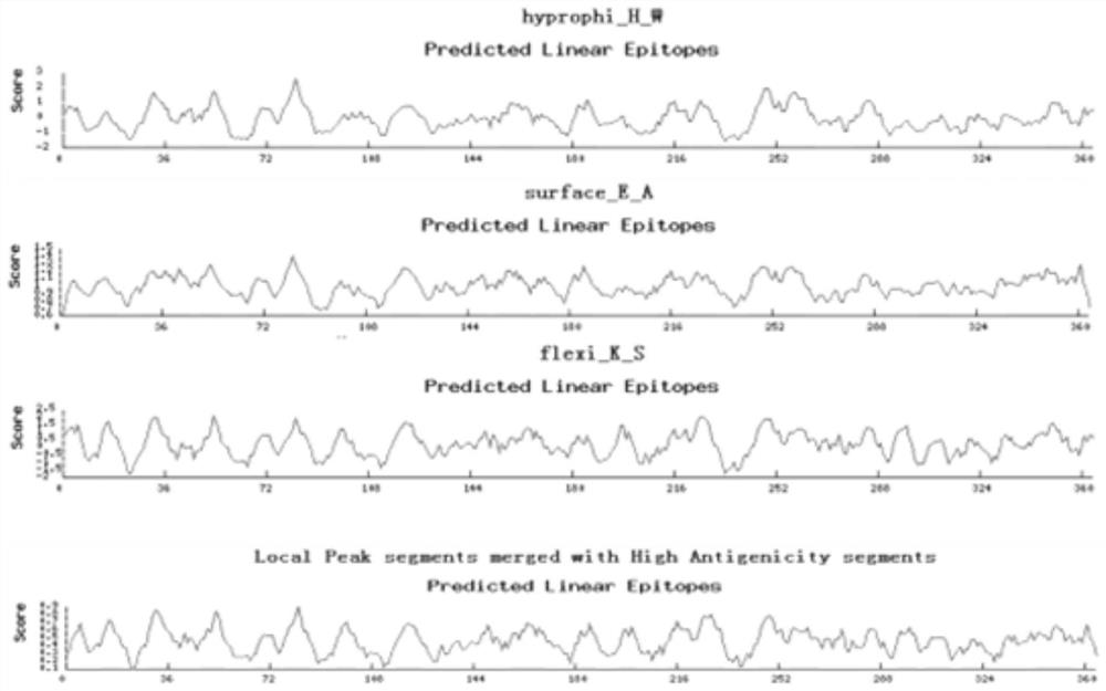 Antigen epitope, antibody, identification method and application of Newcastle disease virus matrix protein