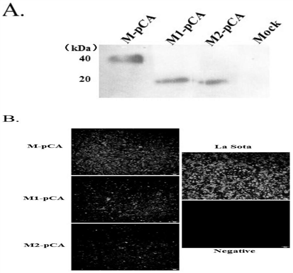 Antigen epitope, antibody, identification method and application of Newcastle disease virus matrix protein