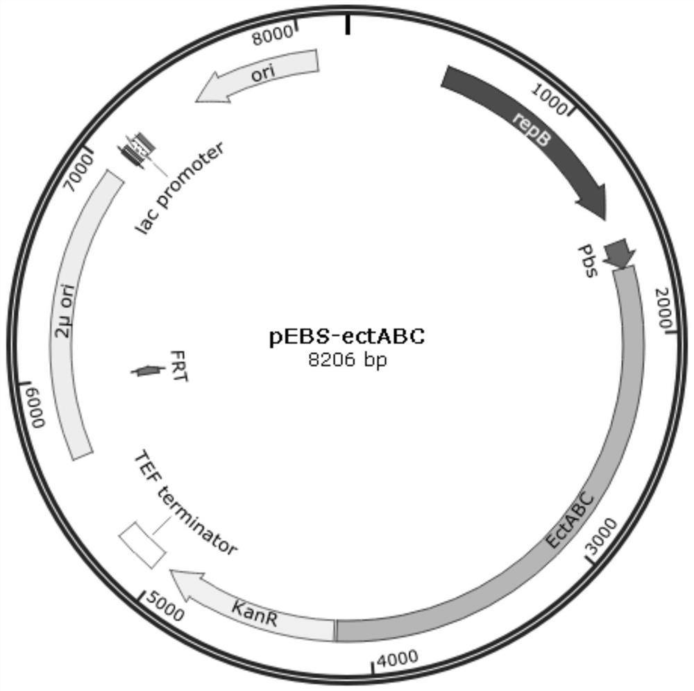 Saccharomyces cerevisiae engineering strain for synthesizing ectoine through fermentation