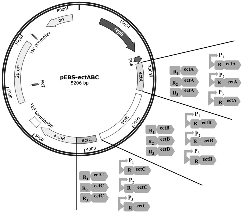 Saccharomyces cerevisiae engineering strain for synthesizing ectoine through fermentation
