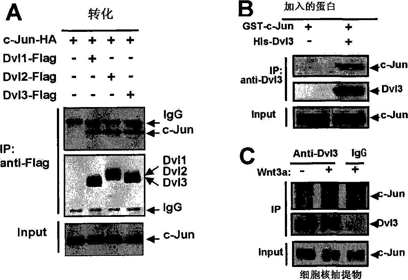 Novel function of c-Jun participating in classical Wnt signal transduction path