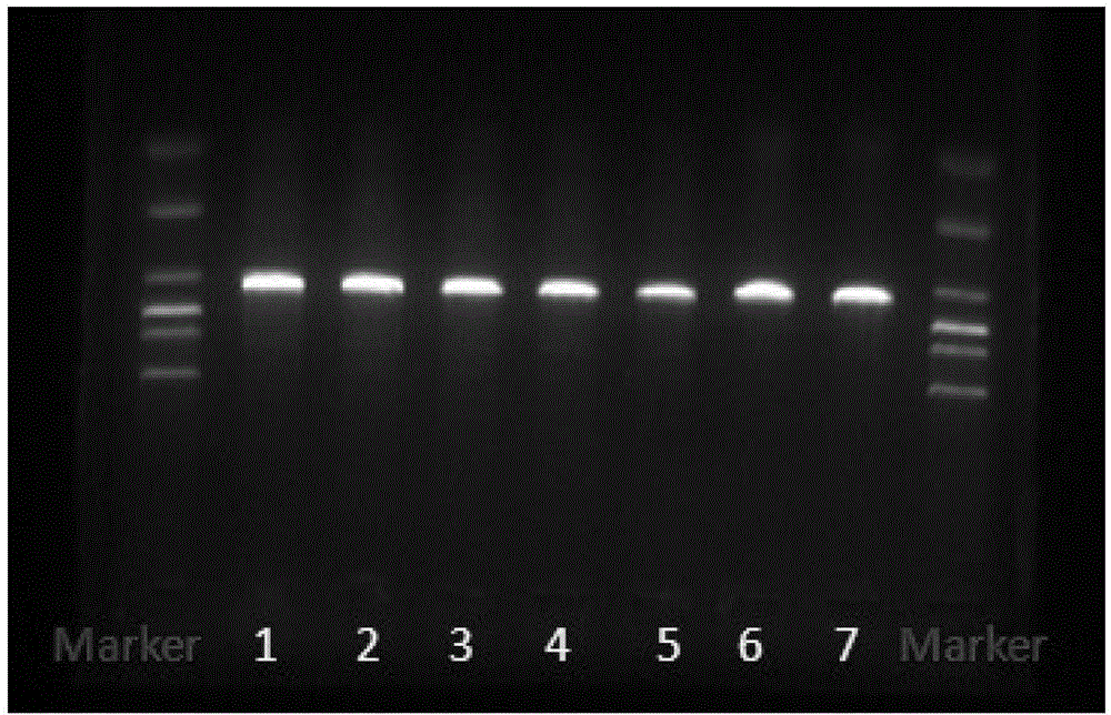 Primers and detection kit for avian leukosis J subgroup virus PCR detection