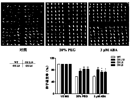 Rice drought tolerance-related transcription factor OsAE10 and coding gene and application thereof