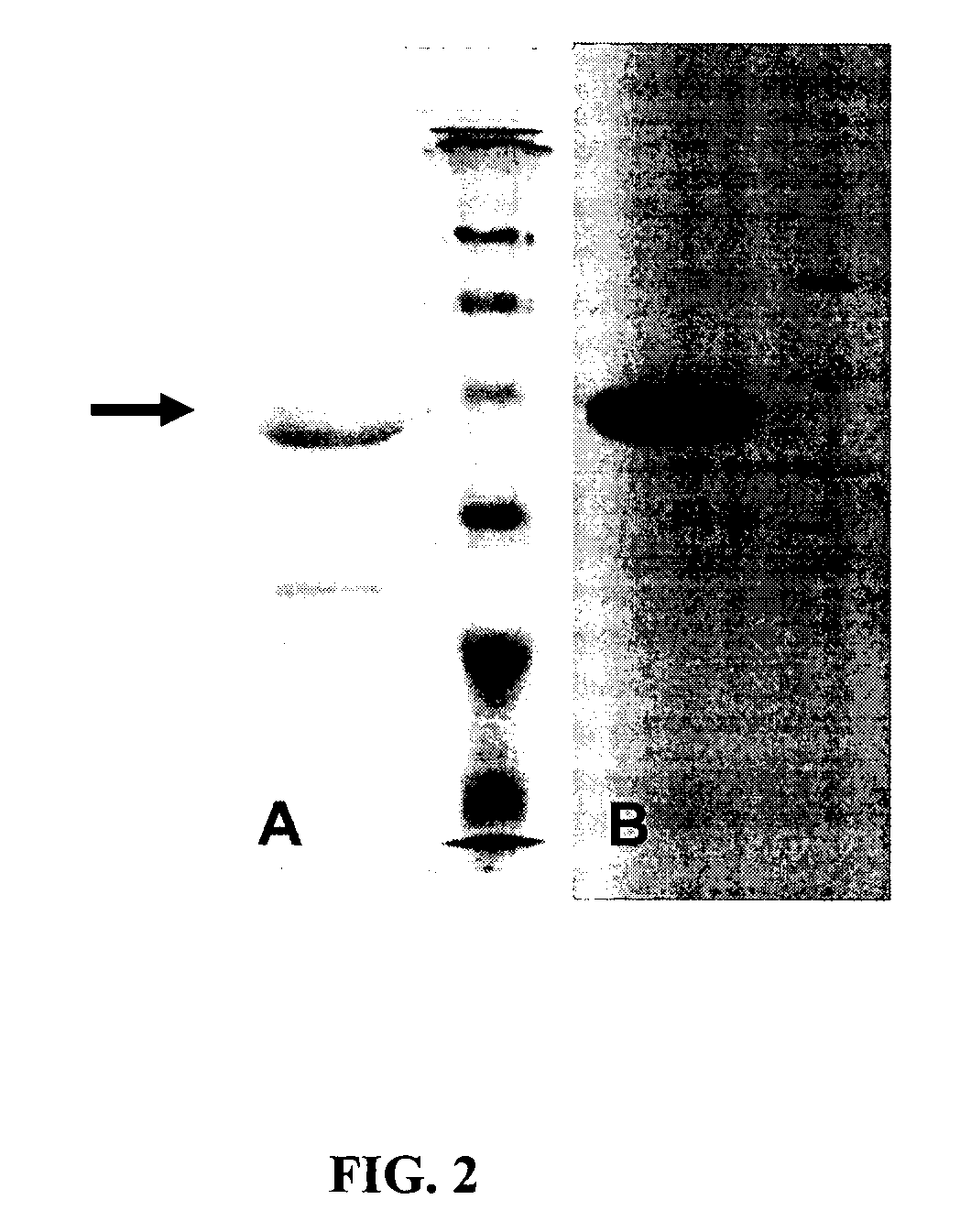 Engineered proteins, and methods of making and using