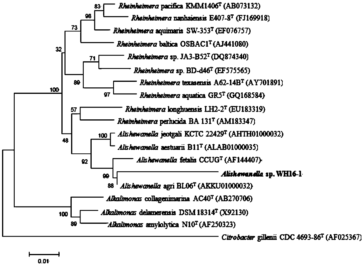 A kind of alternative Wallella and its application for remediating environmental heavy metal pollution