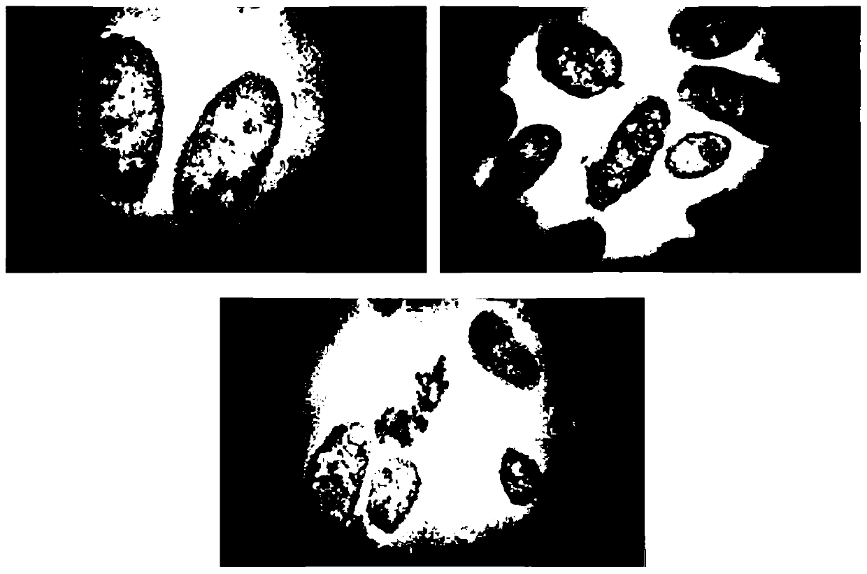 A kind of alternative Wallella and its application for remediating environmental heavy metal pollution